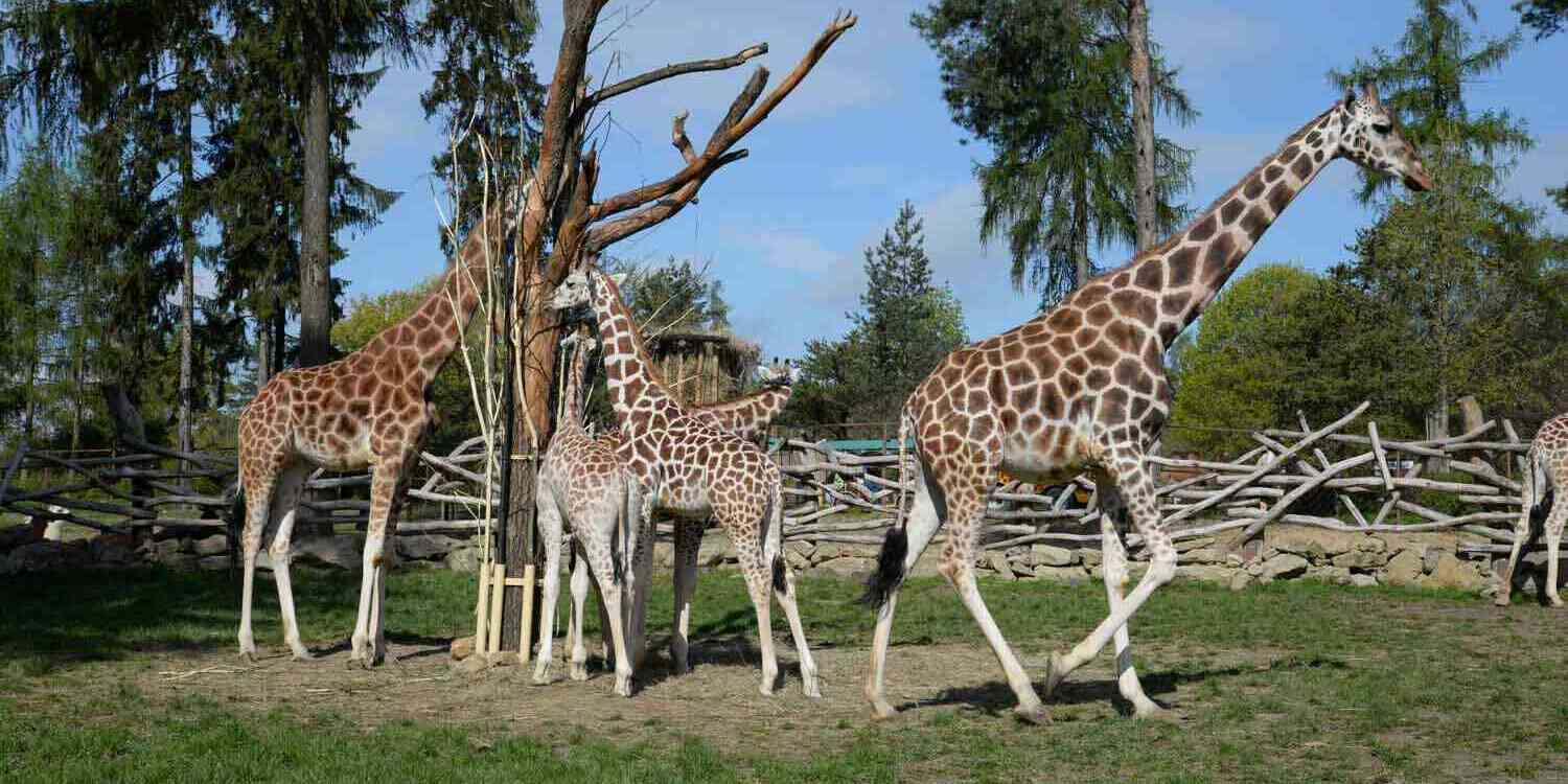ZOO Olomouc – Svatý Kopeček
