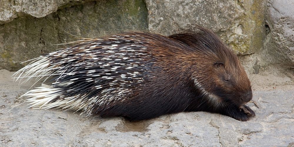 dikobraz-srstnatonosý-v-ZOO-Chleby